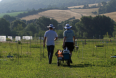 Researchers during field work on the experimental field site of the Jena Experiment (Photo: Annette Gockele).