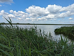 Das Oderdelta bietet sich f&uuml;r das nat&uuml;rliche Comeback wildlebender Tiere aufgrund der gro&szlig;en Vielfalt nat&uuml;rlicher Lebensr&auml;ume besonders an. (Bild: Sandeep Sharma)