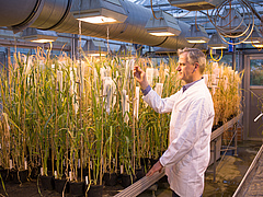 One of the study authors, Nils Stein, observes cereal plants in the greenhouse (photo: IPK/Sebastian Mast).