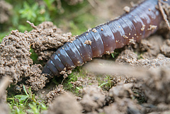 Regenw&uuml;rmer sind die Architekten des Bodens. Sie durchmischen die Bodenschichten, bilden ein Netzwerk von H&ouml;hlen, das f&uuml;r die Wasser-, Luft- und N&auml;hrstoffdynamik im Boden unerl&auml;sslich ist, und zersetzen totes Material.&nbsp; (Bild: Valentin Gutekunst)