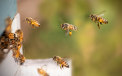 The study found that organic farming and flower strips enhance the health of honey bees, leading to stronger and generally healthier colonies when they are nearby. (Picture: T. Erski)