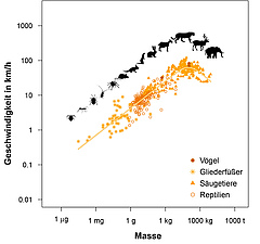 Zwischen dem Gewicht von Tieren und der maximalen Geschwindigkeit, die sie erreichen können, besteht ein parabelartiger Zusammenhang. Wie dieser zustande kommt, haben Forscher nun erstmals mit einem einfachen mathematischen Modell beschrieben. (Bild: Myriam Hirt)