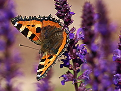 Der Kleine Fuchs <em>(Aglais urticae)</em> ist ein Beispiel von einer Insektenart, die fr&uuml;her lokal sehr h&auml;ufig vorkam und deren Anzahl zur&uuml;ckgegangen ist (Bild: U. Dreiucker)