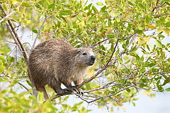 Kuba-Baumratte (Capromys pilorides) (Bild: Robin White / CC-BY-NC)