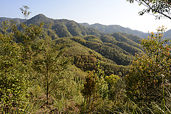 Blick auf das BEF-China-Experiment (Bild: Helge Bruelheide)