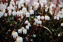 Die wei&szlig;en Bl&uuml;ten des arktischen Heideskrautes sind eine Anpassung an die extreme K&auml;lte der Tundra. (Bild: Elise Gallois)