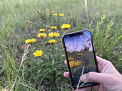 Mithilfe der App Flora Incognita lassen sich Pflanzen unkompliziert mit dem Smartphone bestimmen.&nbsp; (Bild: Flora Incognita)