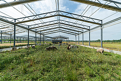 Species-rich, low-intensity pasture in the GCEF, the climate and land-use experiment of the UFZ (Picture: André Künzelmann / UFZ)