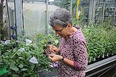 Nicole van Dam is crossing Solanum dulcamare chemotypes to yield seeds for the project in the greenhouse of the Botanical Garden of Leipzig.