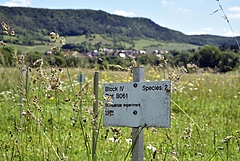 The Jena experiment produces large amounts of data which are collected and evaluated using information technology. This is why the conference participants visit the Jena experiment, a globally recognized study site of biodiversity research. Photo: Anne Günther/FSU