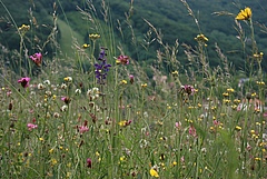 In den Alpen werden Pflanzengesellschaften auf n&auml;hrstoffarmen Standorten wie dieser Magerwiese zunehmend von einwandernden, n&auml;hrstoffliebenden Arten bedr&auml;ngt, bislang jedoch nicht verdr&auml;ngt. Hier steigen die Artenzahlen derzeit. Langfristig k&ouml;nnten sie jedoch sinken, vermuten die Forschenden. (Bild: Harald Pauli, ÖAW)