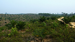 Young oil palms growing on recently cleared land in Sumatra, Indonesia, 2012 (picture: Malte Jochum).