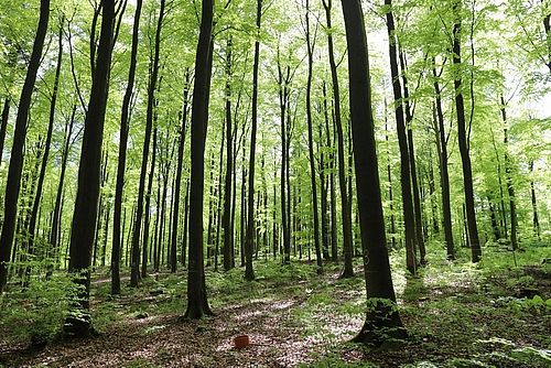 Enriching pure beech stands with other tree species, such as Douglas fir, increases tree species diversity and can have economic advantages. The photo shows a pure beech stand (Picture: Jan Schick)