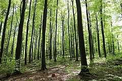 Enriching pure beech stands with other tree species, such as Douglas fir, increases tree species diversity and can have economic advantages. The photo shows a pure beech stand (Picture: Jan Schick)