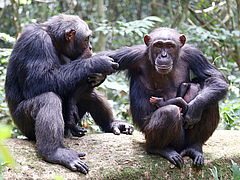 In the Ivory Coast’s Taï National Park the anthrax pathogen Bacillus cereus biovar anthracis is posing a serious threat to wildlife, including chimpanzees (Photo: MPI f. Evolutionary Anthropology/ L. Samuni)