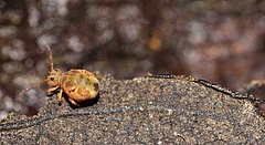 This is another species of springtail. The name "springtail" is derived from a tail-like appendage these animals use for jumping (Photo: Sarah Zieger).