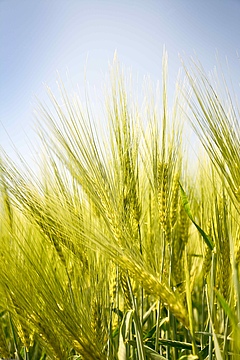 Barley on the fields of the Leibniz Institute of Plant Genetics and Crop Plant Research (IPK) in Gatersleben (Photo: Heike Ernst/ IPK).