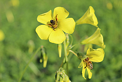 Nickender Sauerklee (Oxalis pes-caprae) (Bild: Mark van Kleunen)