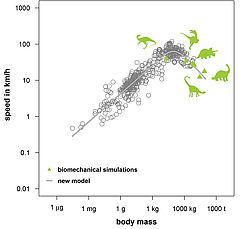 The new model also provides results for extinct species which agree with the results produced by highly complex biomechanical simulations. (Picture: Myriam Hirt)