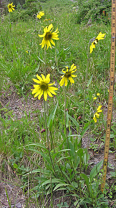 <em>Helianthella quinquenervis</em> is a North American plant species that grows in the mountains of the western United States and northern Mexico.&nbsp; (Picture: Al Schneider, http://www.swcoloradowildflowers.com)