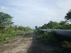 A newly built gas pipeline intersecting a patch of coastal forest patch near Ruawa Forest Reserve, highlighting the intense anthropogenic impacts on these threatened habitats and the urgency to protect them. Photo: Chris Barratt