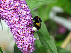 Bumblebees are common pollinators in cities, a new study found (photo: UFZ).