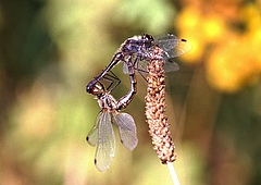 Die Schwarze Heidelibelle (<em>Sympetrum danae</em>) bevorzugt stehende Gew&auml;sser wie Moore. Die Art ist in Deutschland von einem starken R&uuml;ckgang betroffen. (Bild: Frank Suhling)