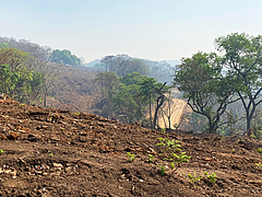 Lebensraum f&uuml;r Schimpansen wird f&uuml;r eine Eisenbahnlinie gerodet, die Eisenerz zu einem Hafen in Guinea transportieren soll. (Bild: Genevieve Campbell)