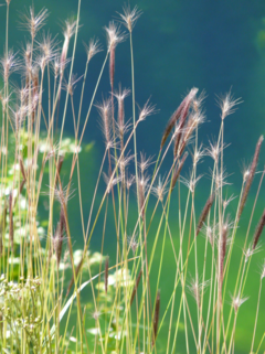 Hordeum comosum: One example of wild barley containing nonnative DNA-sequences of Panicoideae origin. Photo: Dr. Frank Blattner/IPK