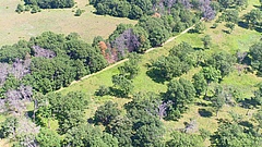 A century later, plant diversity is still struggling in wake of agricultural abandonment. (Picture: Forest Isbell)