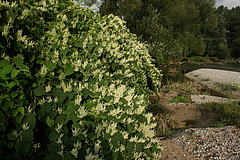 The Asian knotweed (<em>Fallopia japonica</em>) along a river in Austria. (Picture: Franz Essl)