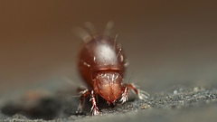 Bodentiere wie diese Hornmilbe (<em>Oribatida</em>) geh&ouml;ren zu den Zersetzern im Boden. Ihre k&uuml;nftig geringere Anzahl und Biomasse d&uuml;rfte auch die Zersetzungsleistung der Tierchen reduzieren, was ein gebremstes N&auml;hrstoffrecycling mit sich bringt.&nbsp; (Bild: Foto: Andy Murray)