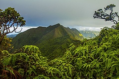 Der Ko'olau auf der Insel O'ahu in Hawai'i. Forscher fanden heraus, dass dort in &auml;lteren W&auml;ldern die Biodiversit&auml;t zwar st&auml;rker ausgepr&auml;gt ist als in j&uuml;ngeren, doch dass dieser Effekt durch das Einbringen fremder Arten verw&auml;ssert werden k&ouml;nnte. (Bild: William Weaver)