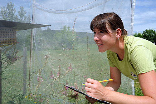 Gärtnerin Katja Kunze an einem  Spezialzelt auf den "Biodiversitätswiesen" beim Bienen zählen. (Foto: Anne Günther/FSU)