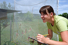 Gärtnerin Katja Kunze an einem  Spezialzelt auf den "Biodiversitätswiesen" beim Bienen zählen. (Foto: Anne Günther/FSU)