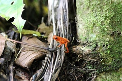 The intensive red colour of some morphs has earned this amphibian species the common name ‘strawberry frog’ – but…