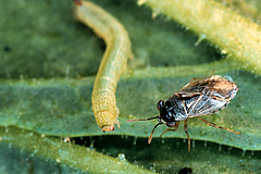 A predatory Geocoris bug attacks a freshly hatched tobacco hornworm (Manduca sexta) during the day. When attacked by caterpillars, tobacco leaves also produce (E)-α-bergamotene, which attracts the larvae’s enemies (Photo: André Kessler, Cornell University).