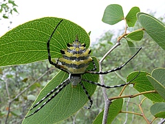 Spiders and other animals are important for forest ecosystems. (Picture: Jula Zimmermann)