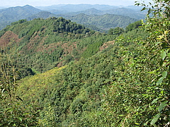 Tree diversity experiment BEF-China from above. Picture: Stefan Trogisch.