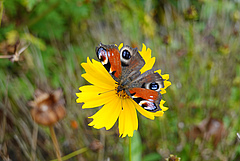 Insekten stehen im Mittelpunkt vieler Citizen-Science-Projekte. Das Foto zeigt ein Tagpfauenauge. (Bild: Gabriele Rada / iDiv)