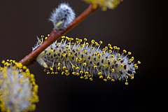 Increased pollen concentrations lead to more precipitation on a local scale. (Picture: Colourbox)