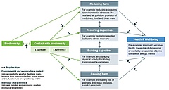 Conceptual model detailing the pathways linking biodiversity to human health and well-being.&nbsp; (Picture: Graphic by the authors)