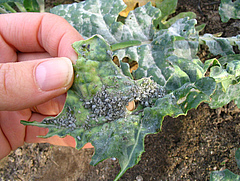 Another study species were cabbage aphids (Brevicoryne brassicae; photo: Nicole van Dam).