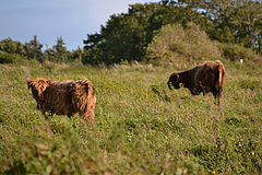 Die Beweidung durch Haus- und Wildtiere pr&auml;gt Landschaften in ganz Europa. (Bild: A. Pohl)