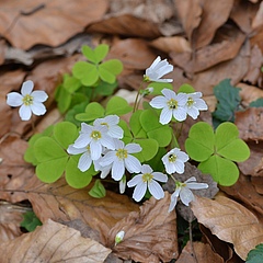 The common wood sorrel (<em>Oxalis acetosella</em>) migrates westwards at a speed of around 5 kilometres per year and northwards at around 0.1 kilometres per year. The main driver is nitrogen deposition&nbsp; (Picture: Petr Harant (CC-BY))