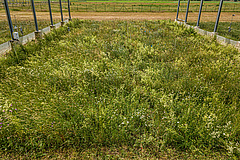 Species-rich, low-intensity meadow in the GCEF (Picture: André Künzelmann / UFZ)