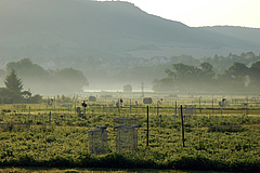 Early morning at the Jena Experiment. Photo: Alexander Sabais