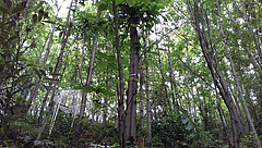 A forest research plot in the BEF-China experiment 10 years after planting. (Picture: Florian Schnabel)