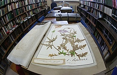 Ein historischer Herbarbogen in der Bibliothek des Herbarium Haussknecht (Bild: Jan-Peter Kasper, Universität Jena)