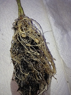 When tomato plants are infested with nematodes, the roots form galls that are then inhabited by the little worms (photo: Ainhoa Martínez-Medina).